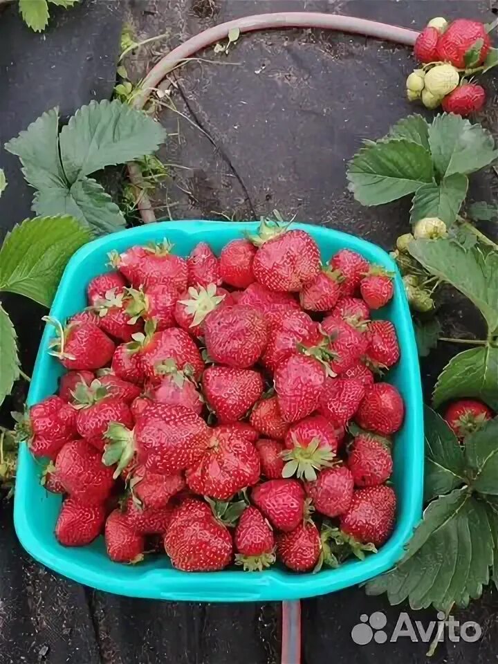 Продам саженцы клубника. Саженцы земляники садовой. Дарвин солнечногорск рассада клубники. Рассада земляники. Рассада клубники копанка.