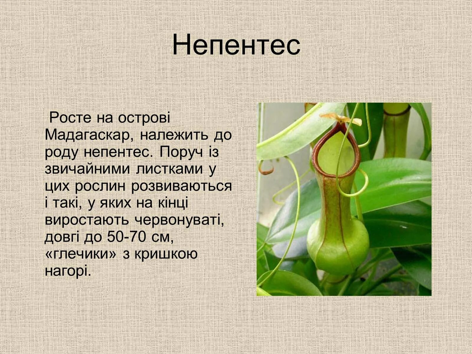 Это интересно растения. Лекарственные травы сообщение. Интересные факты о растениях. Описание растения. Венерина мухоловка интересные факты.