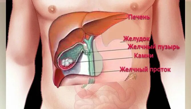 С какой стороны находится печень у мужчин. Желчный пузырь анатомия человека. Строение внутренних органов желчный пузырь. Анатомия печень желчный пузырь протоки. Печень и желчный пузырь анатомия на человеке.