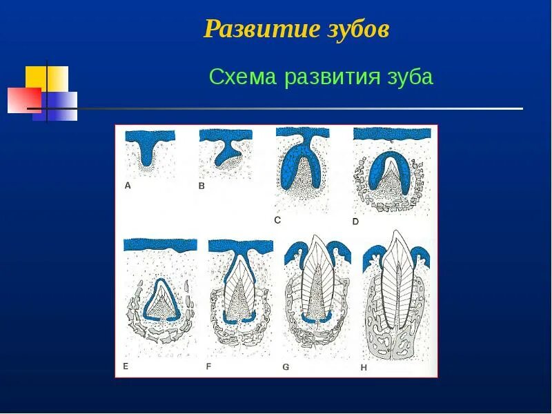 Аномалии развития зуба. Развитие зубов презентация. Развитие зубов у человека