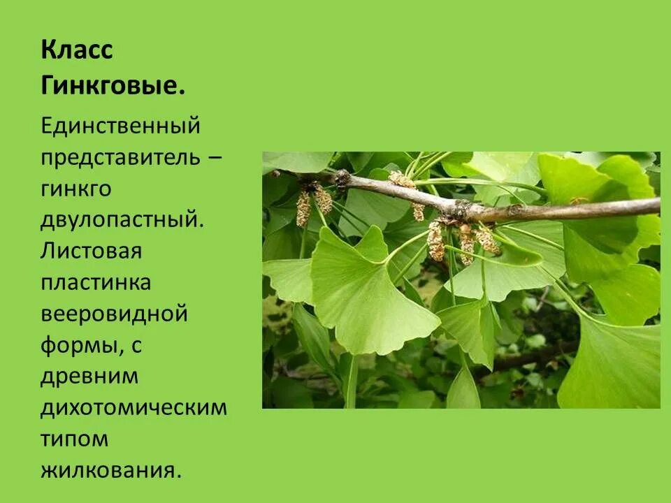 Голосеменные гинкго. Голосеменные гинкговые. гинкго голосеменное растение. класс гинкговые семейство гинкговые. отдел голосеменные растения гинкговые.