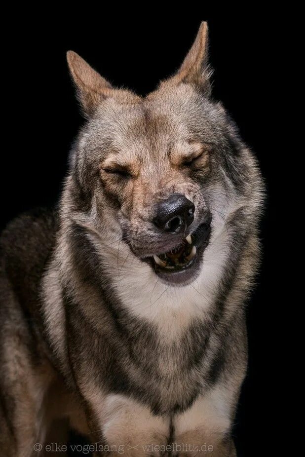 Animal edits. Смешной волк. Воланд собака. Воланд волк. Воланд порода собак фото.