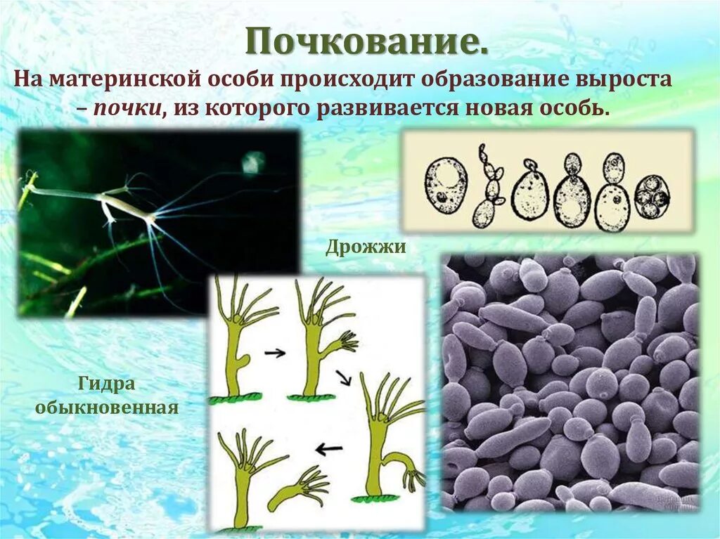 Почкование. Примеры организмов размножающихся почкованием. Растения размножающиеся почкованием. Почкование характерно для. Размножаться и е