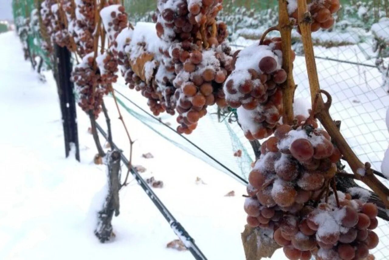 Айсвайн виноград. Виноград зимой. Виноградники зимой. Айсвайн виноградники. Виноград зимой уход