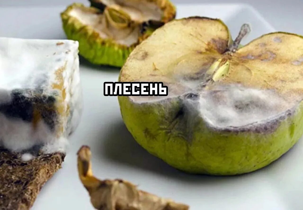 Плесень на продуктах питания