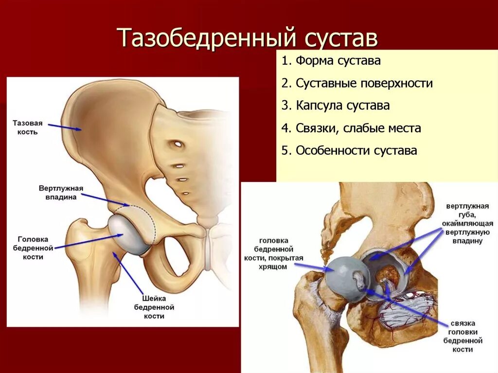 Тазобедренный сустав соединение. Вертлужная впадина тазобедренного сустава анатомия. Бедренный сустав анатомия строение. Анатомия вертлужной впадины тазобедренного сустава. Анатомия тазобедренного сустава мышц и связок.