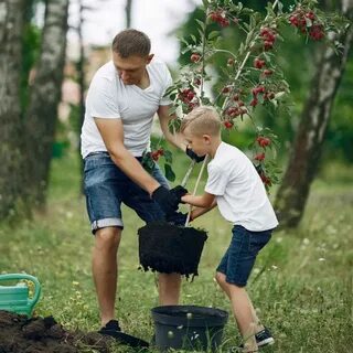 Папе дворы