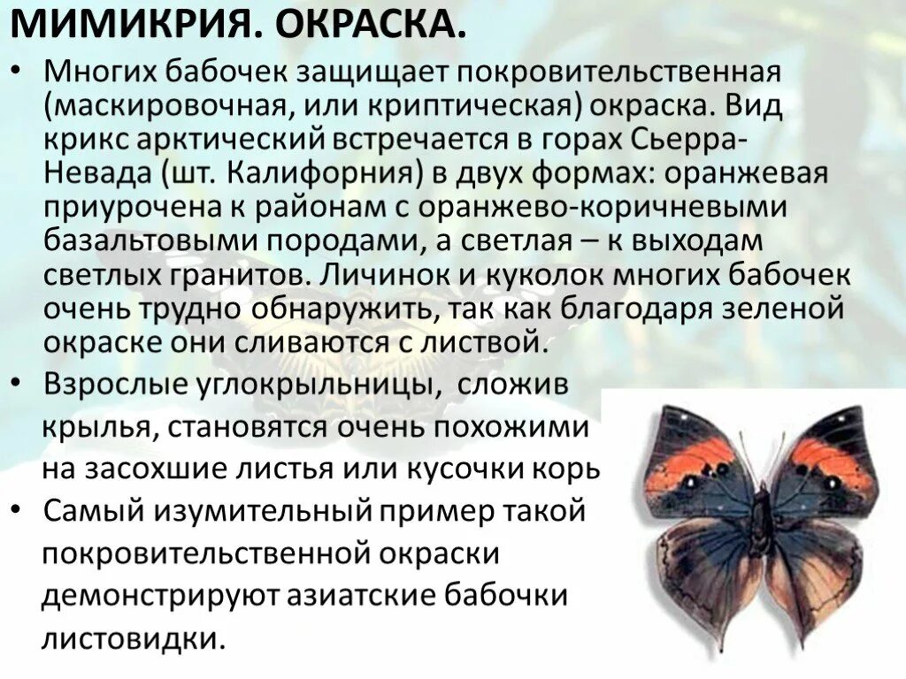 Доклад про бабочку. Презентация на тему бабочки. Тема бабочки. Доклад по биологии про бабочек. Текст описания бабочки