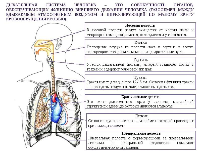 Органы человека и их функции. Строение и функции дыхательной системы. Дыхательные пути человека схема. Строение и функции отделов дыхательной системы. Система дыхания человека схема.