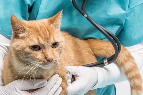 Кот писать кровью чем лечить