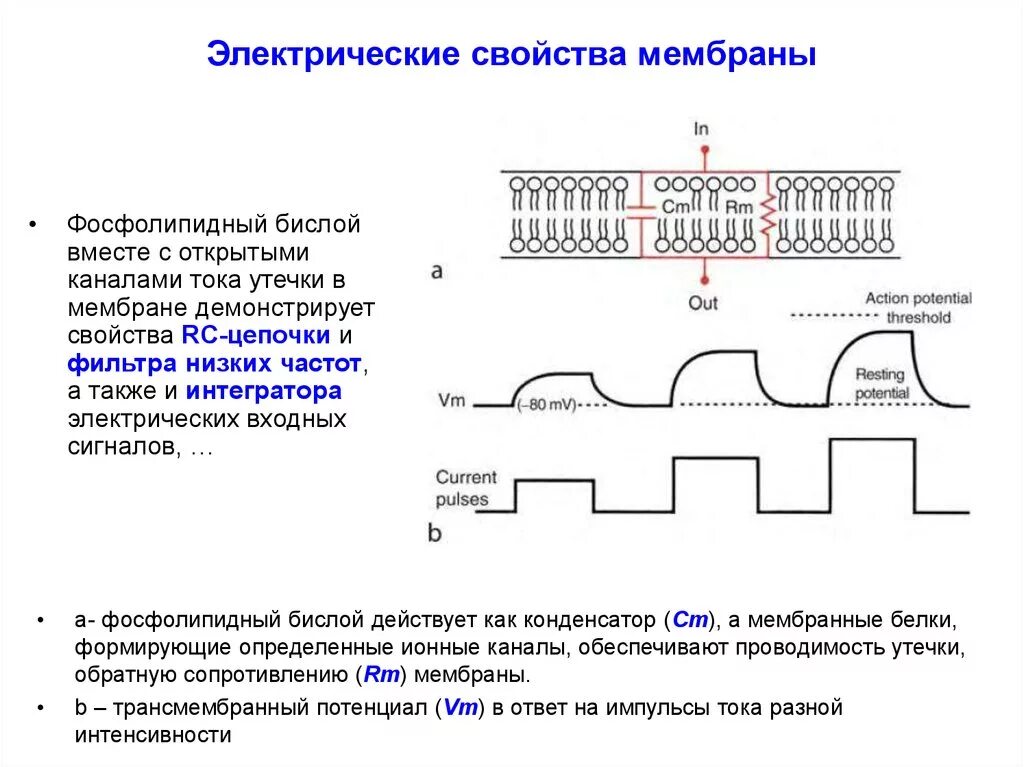 Свойства функции мембраны. Электрические свойства мембран. Охарактеризуйте емкостные свойства биологических мембран. Механические свойства биологических мембран. Электрическая схема мембраны клетки.