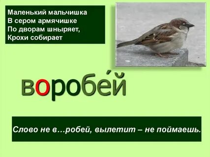 Сколько букв в слове соловья