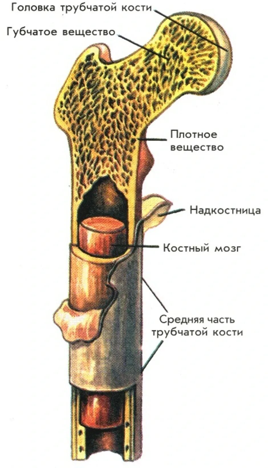 На рисунке изображено строение кости. Строение трубчатой кости надкостница. Внутреннее строение трубчатой кости. Трубчатая кость строение рисунок. Строение длинной трубчатой кости.