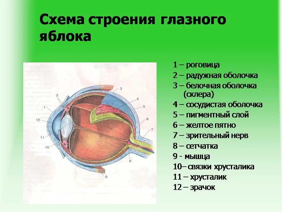 Практическая работа строение и работа органа зрения. Схема глазного яблока (в сагиттальном сечении). Строение органа зрения (строение глазного яблока).. Строение оболочек глазного яблока. Последовательность структур глаза.