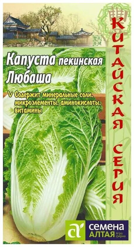 Пекинская любаша. Семена алтая пекинская капуста. капуста пекинская любаша. капуста любаша семена. капуста пекинская сорт любаша.
