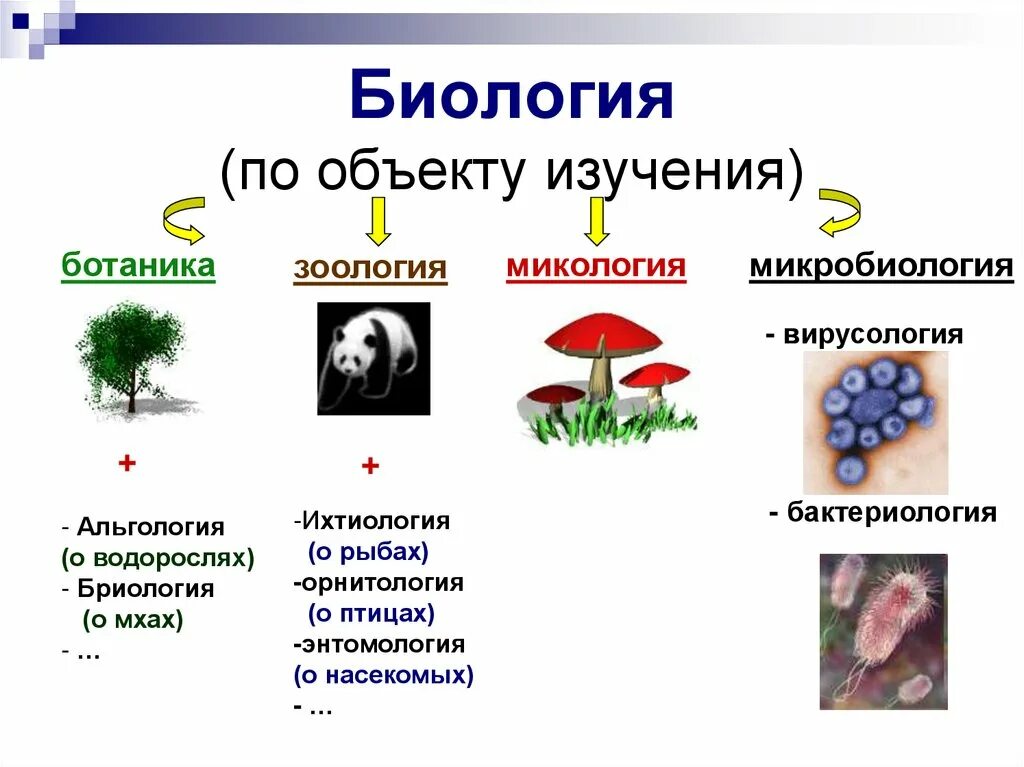 Объект изучения биологии. Науки и объекты изучения биологии. Предмет и объект изучения биологии. Разделы биологии по объектам исследования. Объект изучения биологии 3