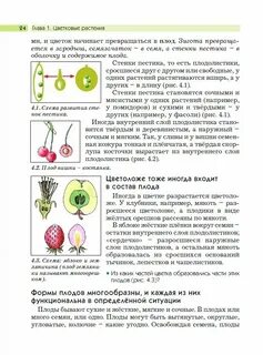 Что является зачатком будущего растения