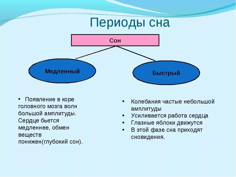 Сон человека медленный и быстрый. Фазы быстрого и медленного сна. Сон и сновидения конспект. Сон медленный и быстрый схема. Фазы сна биология.