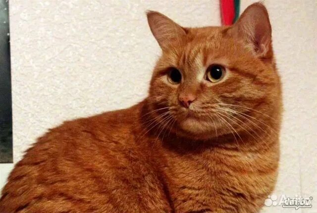 Покажи как выглядят рыжие коты Cute and pretty! Animals Siberian cat, Cute cats, Gorgeous cats