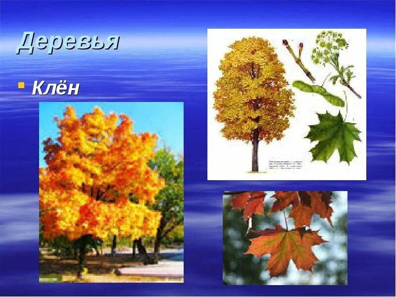 Проект о деревьях 3 класс На необитаемом острове растут три дерева елка береза и сосна фото