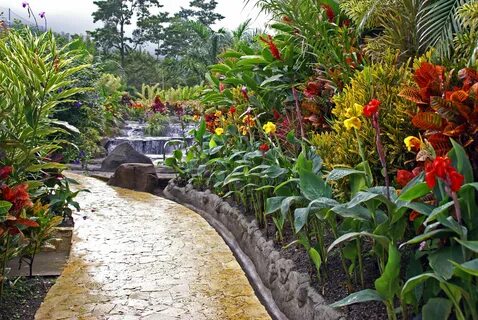 Tropical garden