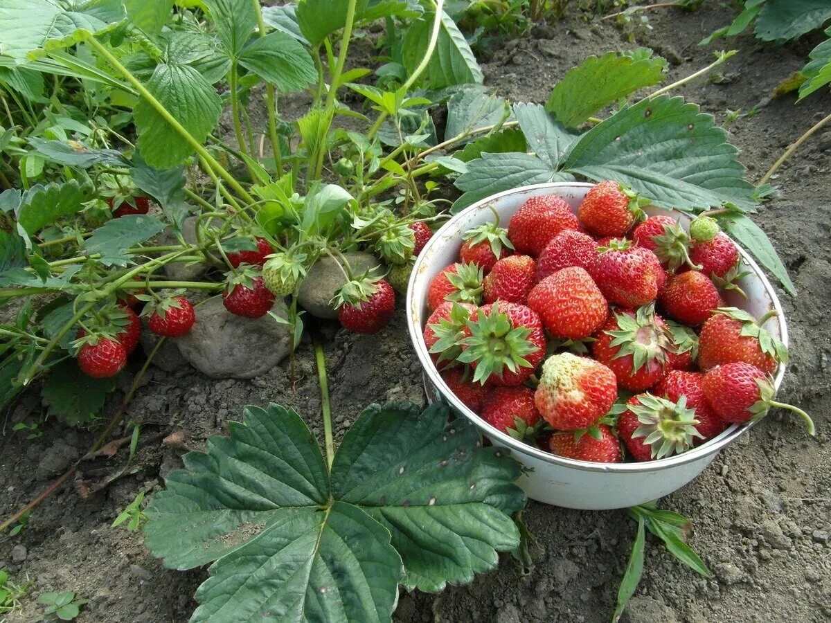 Урожай клубники. Подкормка клубники. Урожайный куст клубники. Дачная клубника.