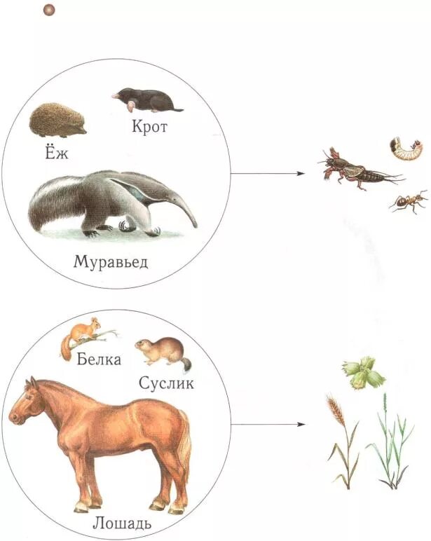 Пищевая цепь в которую входит суслик. Схема цепи питания характерной для степной зоны. Цепь питания суслика в степи. Цепь питания со змеей. Пищевая сеть степи.