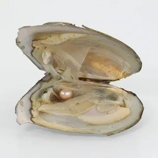 Pearl oysters