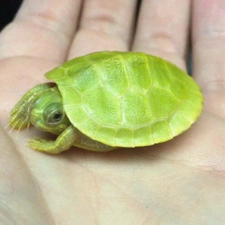 Морская черепаха красноухая. Декоративные черепашки маленькие. Звездчатая черепаха. Зеленая черепашка. Красноухая черепаха.