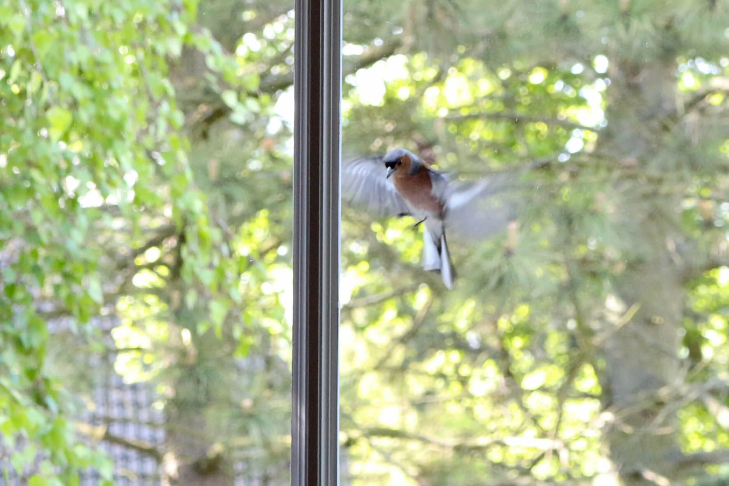 К чему снится птица в окне. Птицы на окна. Птица Windows. Птичка в окне Барака. Картинки на окна птицы.