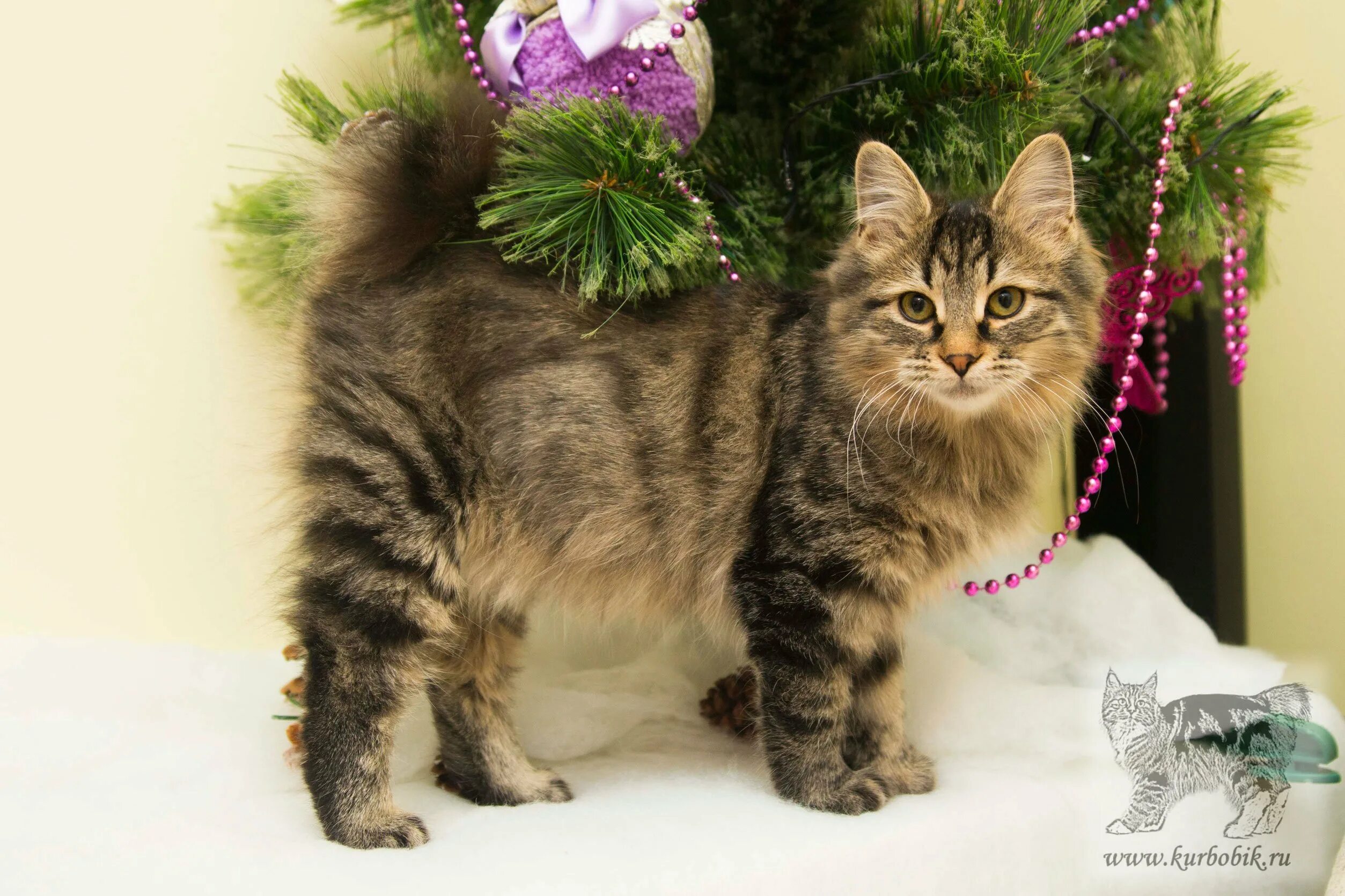 Котята курильского бобтейла питомник