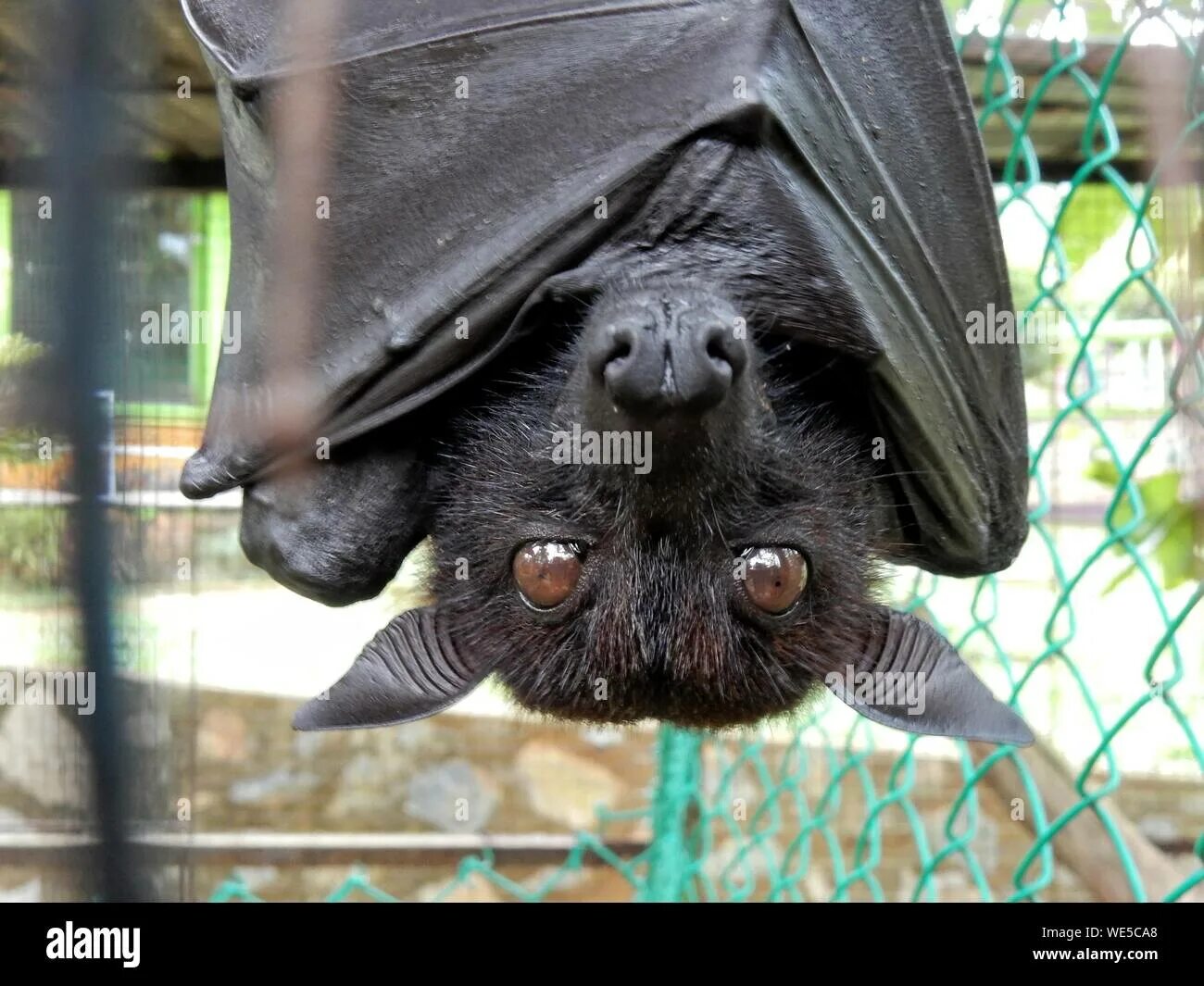 Bat закрыть окно