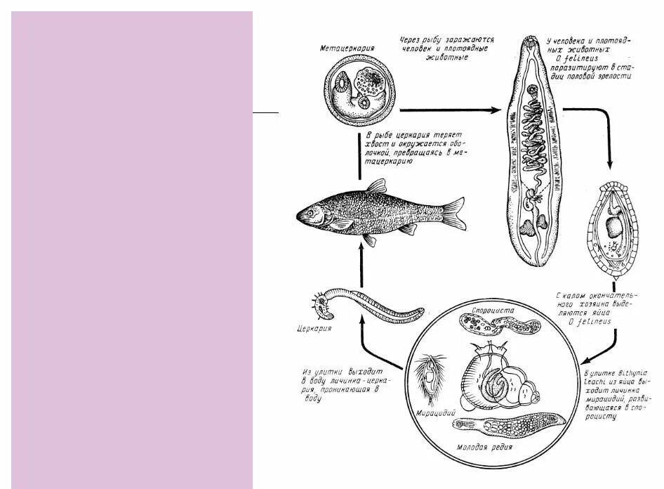Печеночный сосальщик впр. Жизненный цикл кошачьего сосальщика схема. Цикл развития кошачьей двуустки. Цикл развития кошачьего сосальщика. Кошачий, Сибирский сосальщик жизненный цикл.