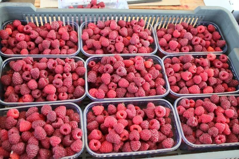 каталог саженцев агрофирмы поиск. абрикос триумф северный дерево в саду. семена агрофирмы поиск. семена овощей каталог. агрофирма ягодное.