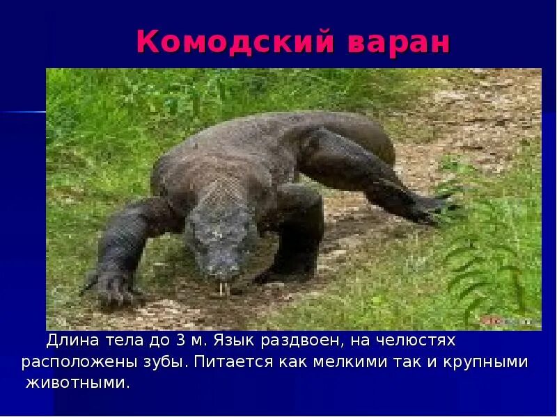 Комодский варан 3 метра. Доклад про варана. Доклад про варана. Комодский варан красная книга. Комодский варан доклад.