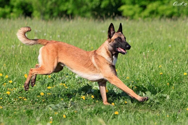 Top 7 Best Guard Dogs For Protection - STARNEWS