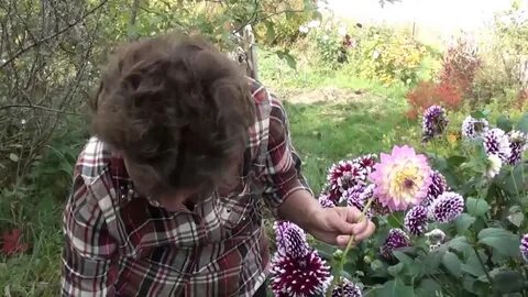 Что сделать чтобы георгины дольше стояли