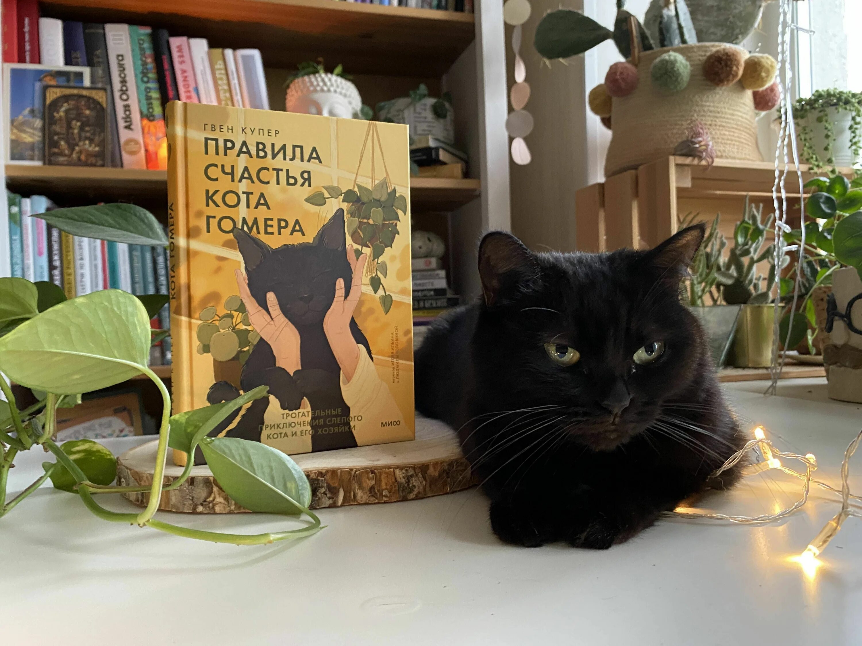 Гвен купер кот гомер жив?. Правила счастья кота. Правила кота гомера. Правила счастья кота гомера. Правила кота гомера.