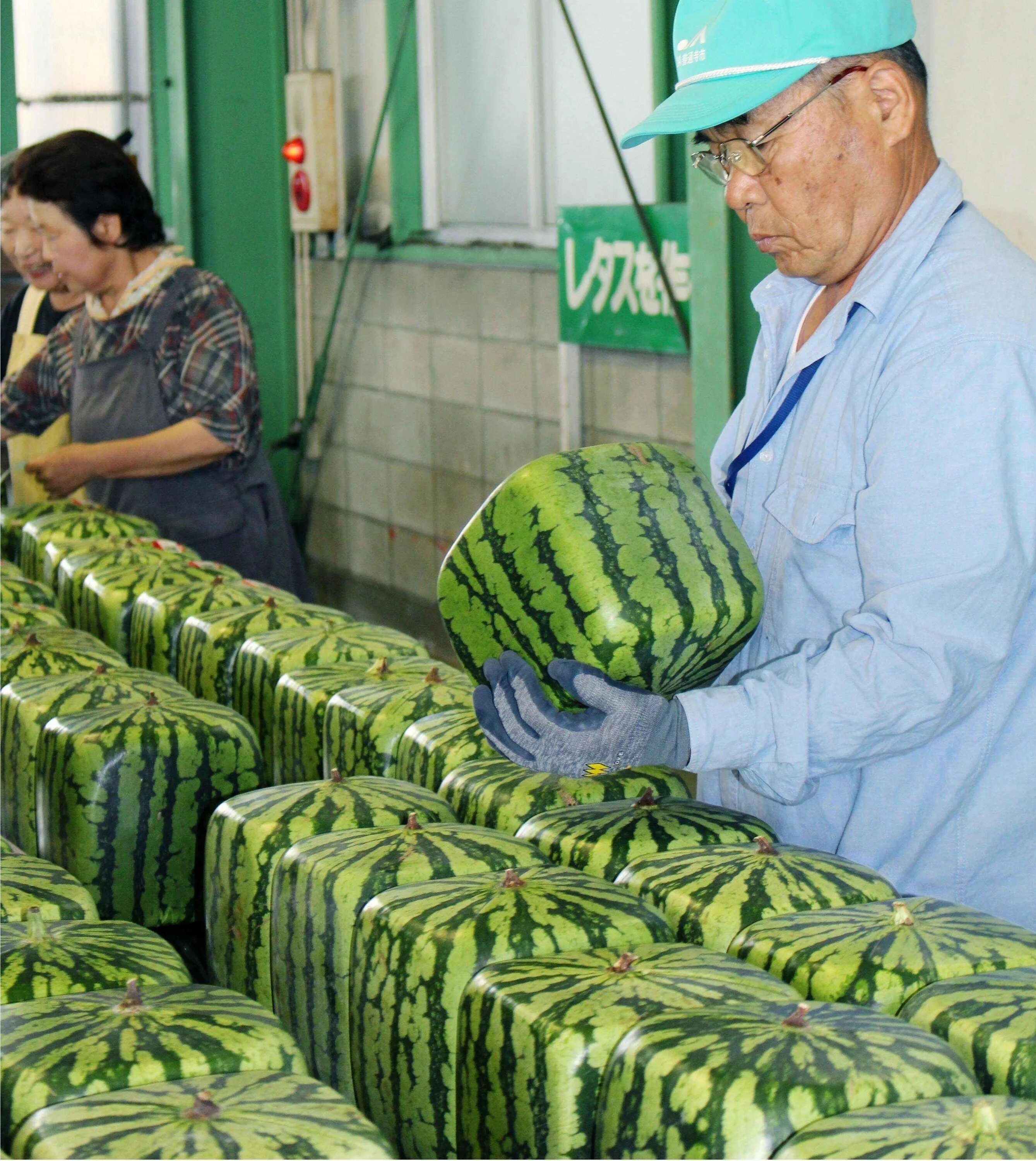 Самый дорогой овощ. Японские квадратные арбузы. Квадратные арбузы в Японии. Японские фермеры и квадратные арбузы. Квадратные арбузы кубические.