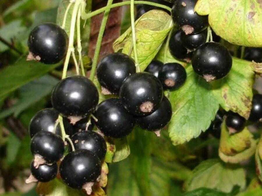 Смородина черная Фортуна (ribes nigrum "Фортуна"). Смородина черная (ribes nigrum). Смородина чёрная Гулливер ЗКС. Черная смородина сорта Гулливер. Смородина черная пигмей описание сорта фото отзывы