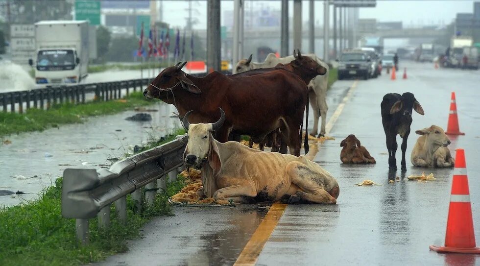 Коровы в Индии на улицах. Коровы в Японии. Коровы ходят по улицам. Бесхозные коровы в Индии. Почему коровы какают