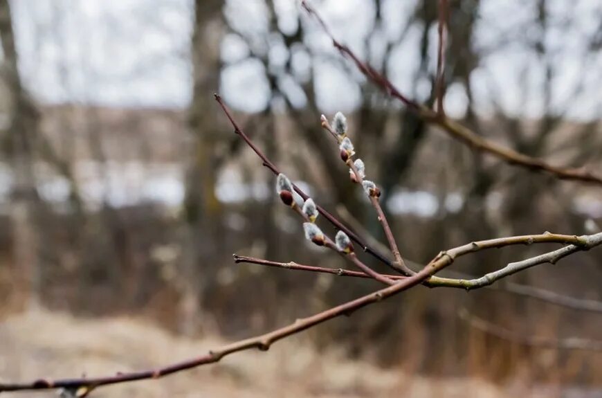 Деревья начали чиститься еще в декабре. Деревья начали чиститься еще в декабре. Деревья зимой. Что происходит с растениями зимой. Деревья начали чиститься еще в декабре.