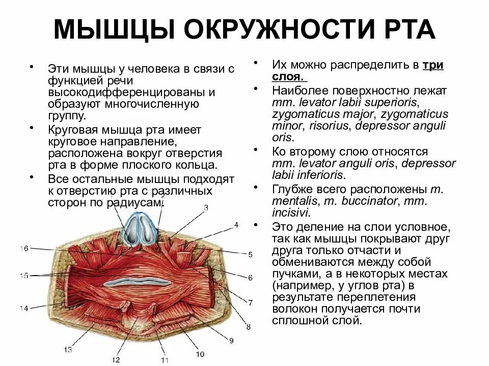 Губы мышцы рта. Функция круговой мышцы рта мышцы головы. Мышцы, окружающие ротовую щель функции. Мышцы окружающие ротовую щель анатомия. Мышцы окружности рта их функции.