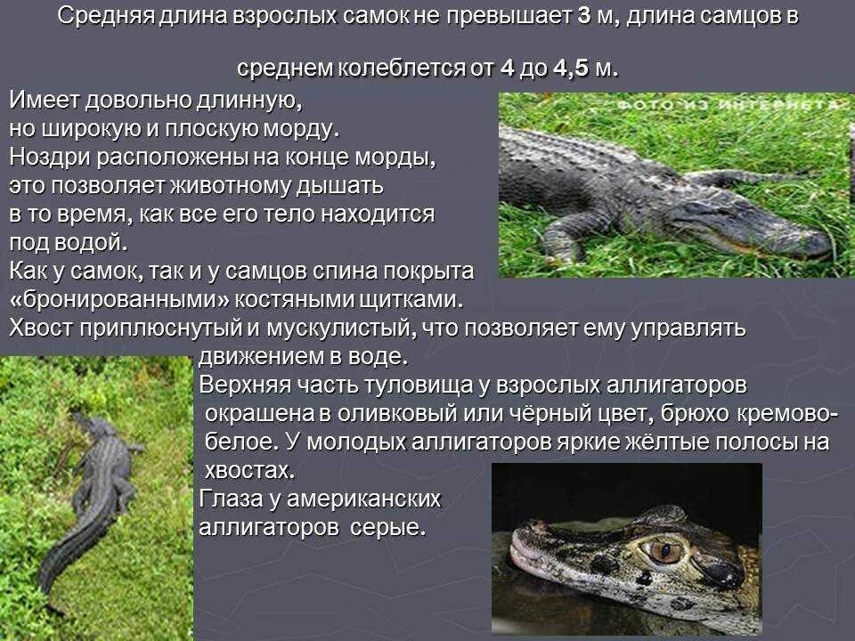 Крокодил класс животных. Крокодил класс животных