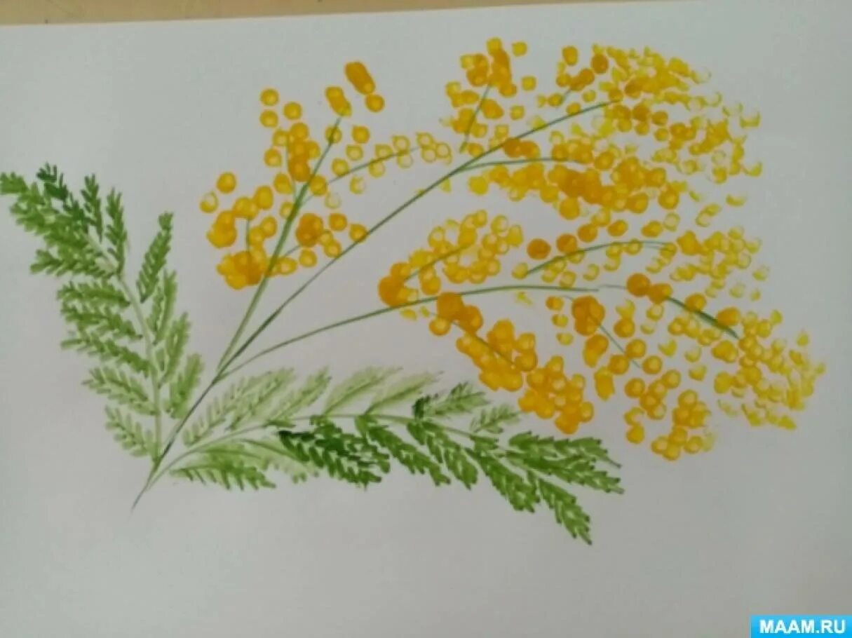 Как нарисовать мимозу красками