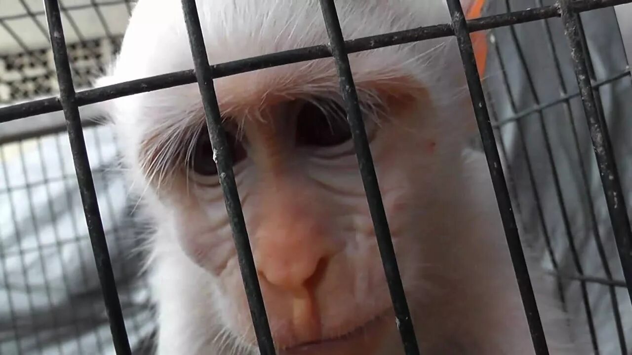 Animal in Cage. Sad Monkey. Sad Chimp. Sad Monkey meme.