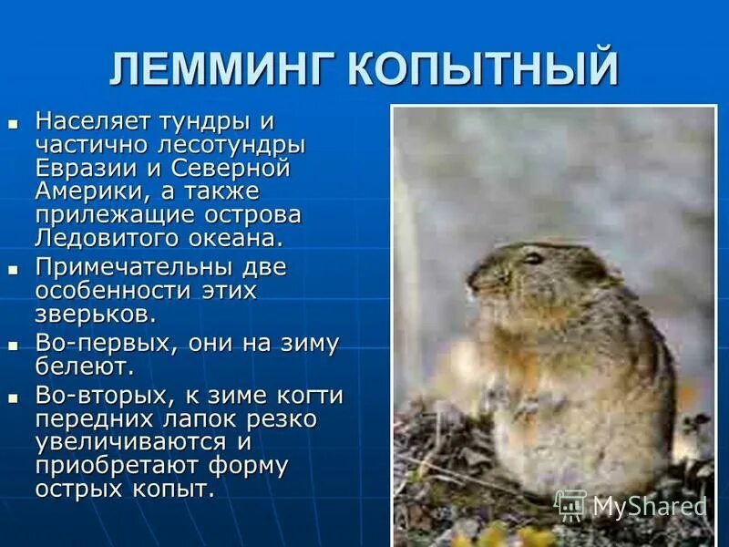 Лемминги-лидеры по количеству самоубийств среди животных. Журнал натуралист Дзен