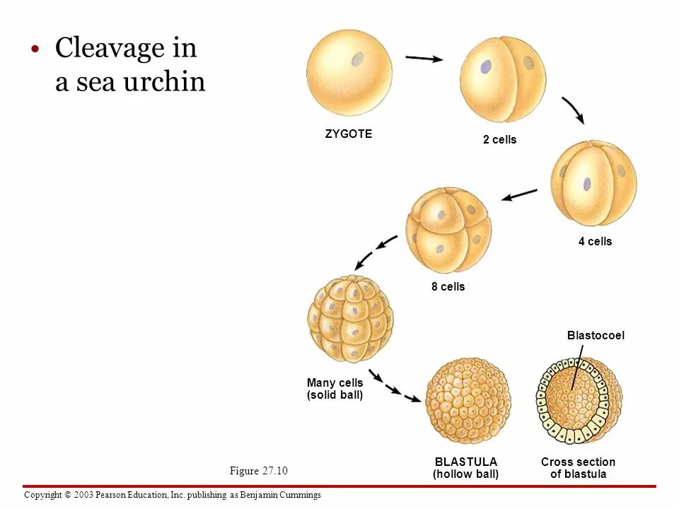 Эмбриональный этап онтогенеза схема. Зигота две клетки. Эмбрион зигота зигота. Образование спермиев набор хромосом. Человеческая зигота.