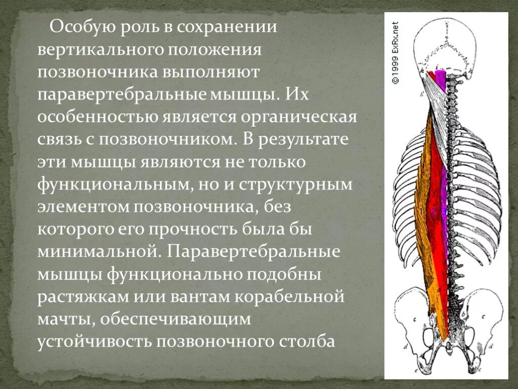 Мышцы позвоночника спереди. Паравертебральные мышцы. Пароветрибальные мышцы. Паравертебральные мышцы спины. Паравертебральный отдел позвоночника