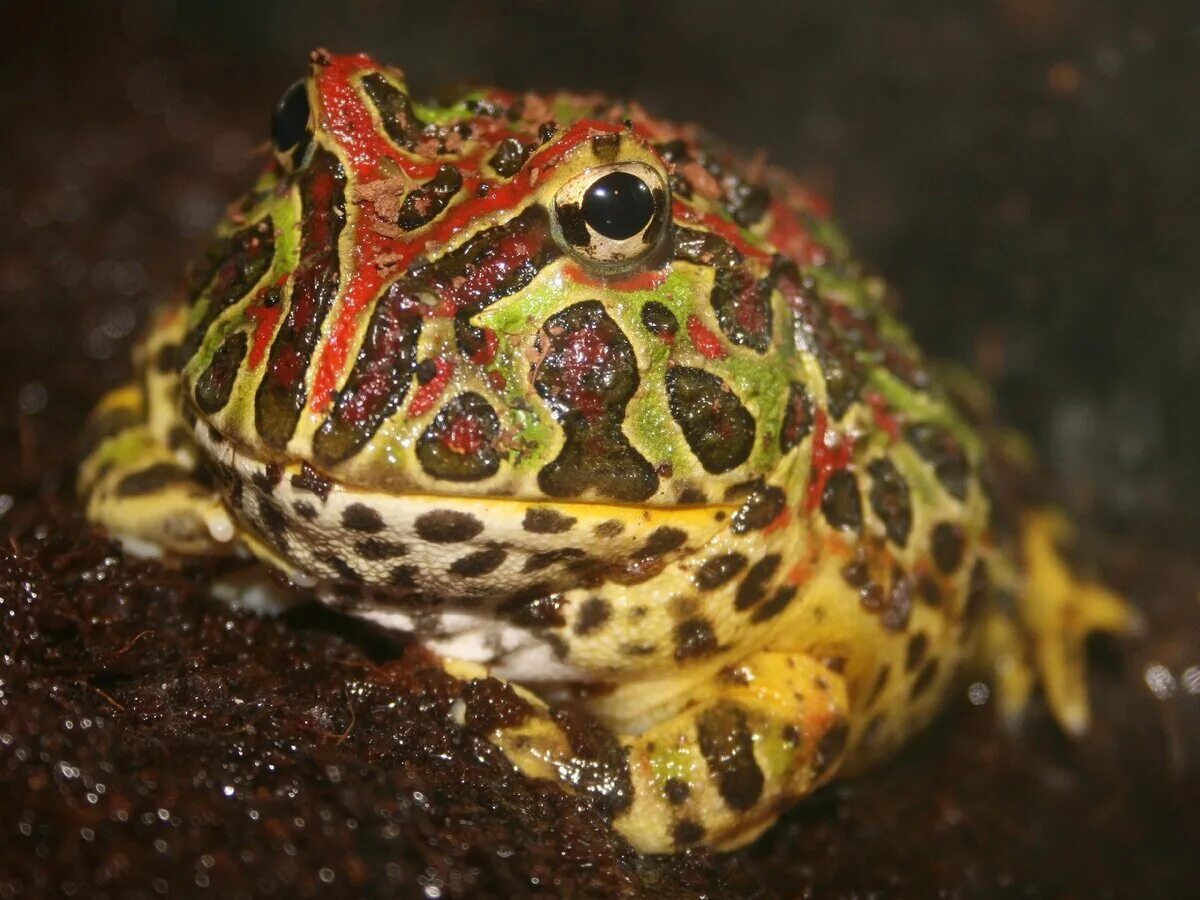 Рогатка ceratophrys Ornata. Лягушка рогатка Кранвелла. Украшенная рогатка ceratophrys Ornata. Чакская рогатка лягушка. Сколько видов лягушек в мире